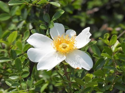 Rosa bracteata, photographed by Vicki Miller