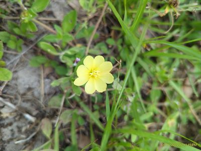 Oenothera laciniata, photographed by hi