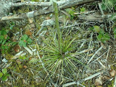Xerophyllum tenax, photographed by James H. Thomas