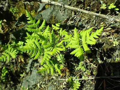 Pentagramma triangularis, photographed by James H. Thomas