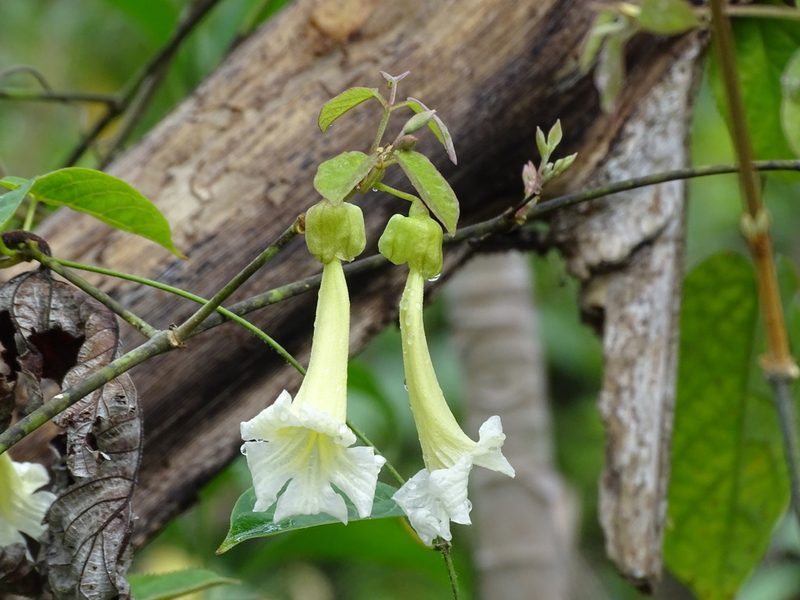 Stizophyllum riparium, photographed by Alexis López Hernández