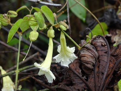 Stizophyllum riparium, photographed by Alexis López Hernández