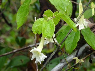 Stizophyllum riparium, photographed by Alexis López Hernández