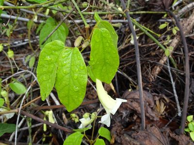 Stizophyllum riparium, photographed by Alexis López Hernández
