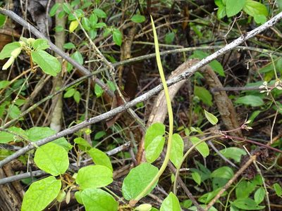 Stizophyllum riparium, photographed by Alexis López Hernández