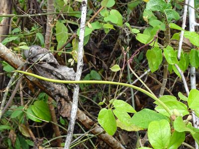 Stizophyllum riparium, photographed by Alexis López Hernández