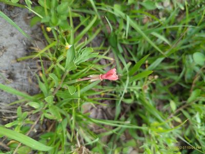 Oenothera laciniata, photographed by hi