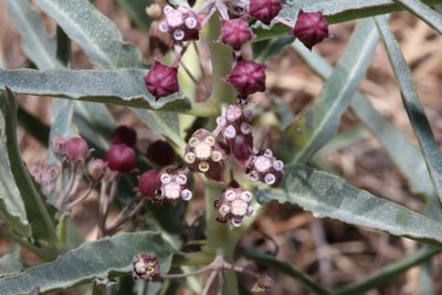 Asclepias brachystephana, photographed by Reid Hardin