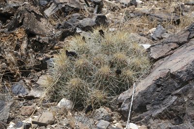 Echinocereus stramineus, photographed by Reid Hardin