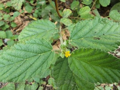 Waltheria indica, photographed by Tyler Bishop