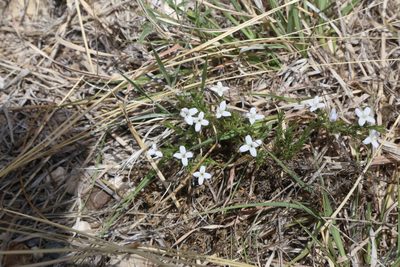 Houstonia acerosa, photographed by Reid Hardin