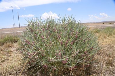 Asclepias brachystephana, photographed by Reid Hardin