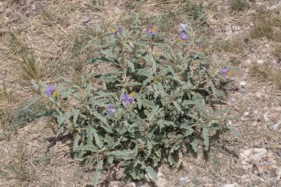 Solanum elaeagnifolium, photographed by Reid Hardin