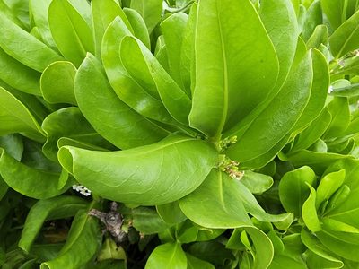 Scaevola taccada, photographed by Tyler Bishop