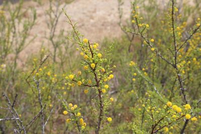Vachellia vernicosa, photographed by Reid Hardin