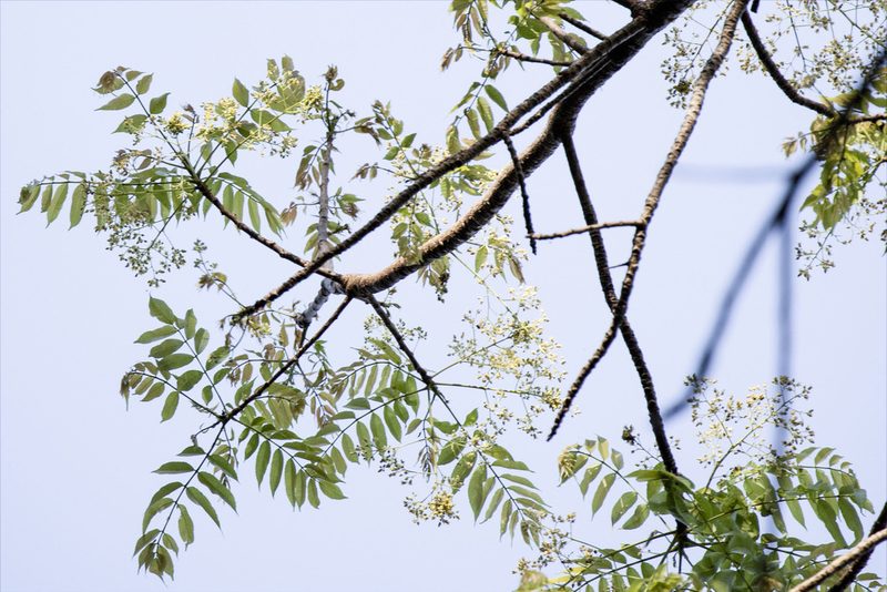 Azadirachta indica, photographed by Kristof Zyskowski