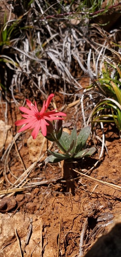 Silene serpentinicola, photographed by Asher Budnik