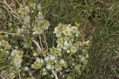 Ambrosia salsola, photographed by Steve Matson