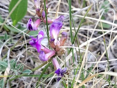 Astragalus missouriensis, photographed by Doug Macaulay