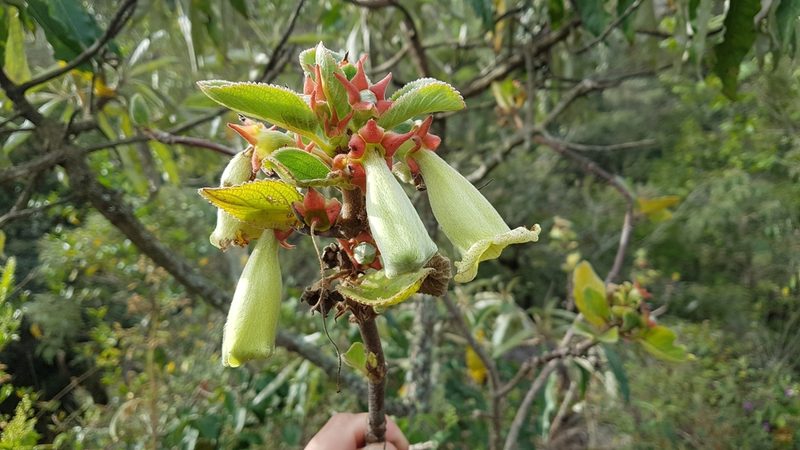 Paliavana sericiflora, photographed by Celso Henrique Varela Rios