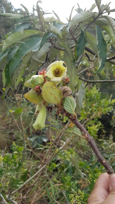 Paliavana sericiflora, photographed by Celso Henrique Varela Rios