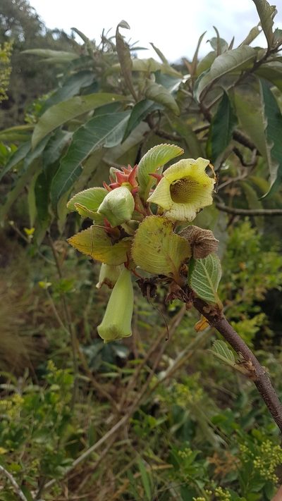 Paliavana sericiflora, photographed by Celso Henrique Varela Rios