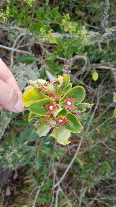 Paliavana sericiflora, photographed by Celso Henrique Varela Rios
