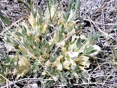 Astragalus gilviflorus, photographed by Doug Macaulay