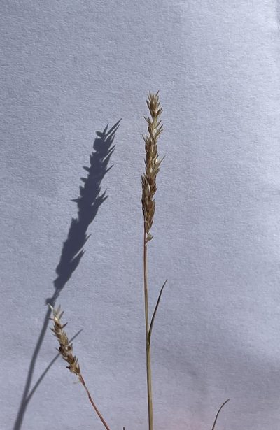 Agrostis lacuna-vernalis, photographed by Irene