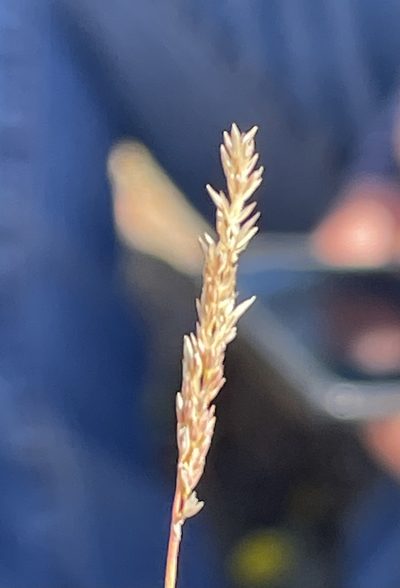 Agrostis lacuna-vernalis, photographed by Irene
