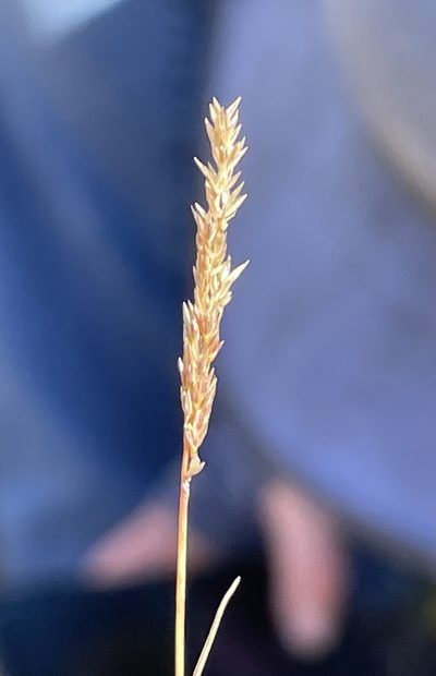 Agrostis lacuna-vernalis, photographed by Irene