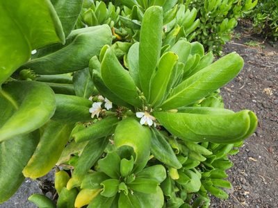 Scaevola taccada, photographed by Tyler Bishop