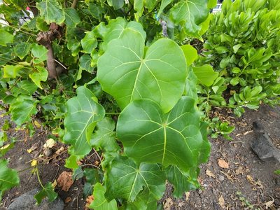 Thespesia populnea, photographed by Tyler Bishop