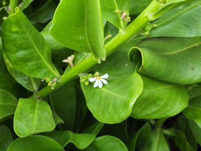 Scaevola taccada, photographed by Tyler Bishop