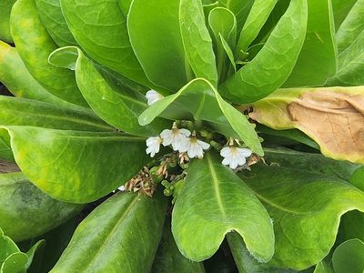 Scaevola taccada, photographed by Tyler Bishop