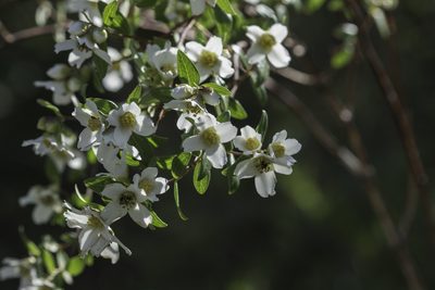 Philadelphus microphyllus, photographed by Craig Martin