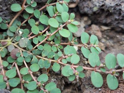 Euphorbia prostrata, photographed by Tyler Bishop