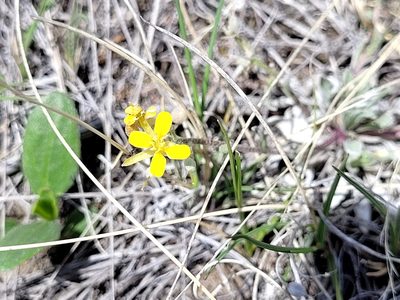 Physaria arenosa, photographed by Doug Macaulay