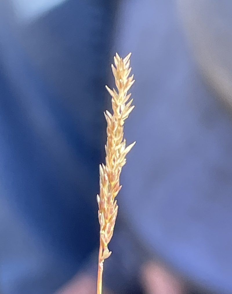 Agrostis lacuna-vernalis, photographed by Irene
