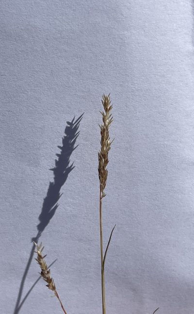 Agrostis lacuna-vernalis, photographed by Irene