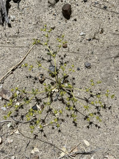 Goodmania luteola, photographed by Matt Berger