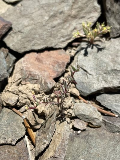 Chylismiella pterosperma, photographed by Matt Berger