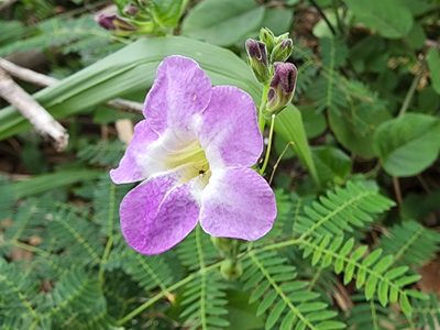Asystasia gangetica, photographed by Tyler Bishop