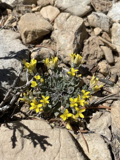 Physaria kingii, photographed by Matt Berger
