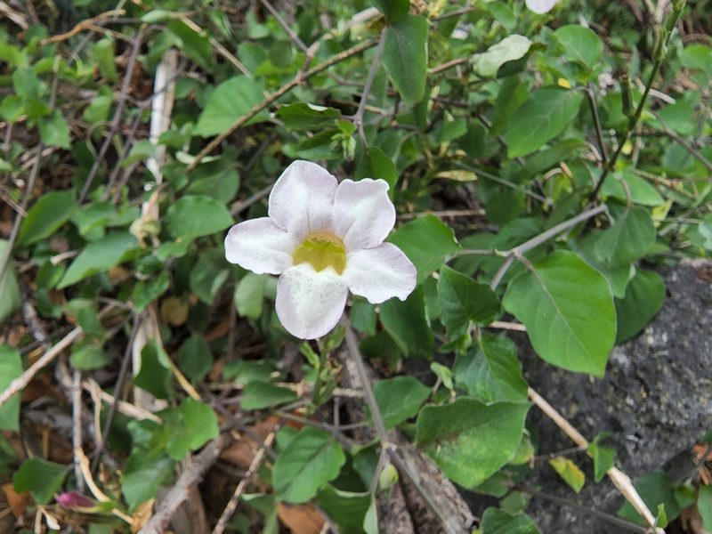 Asystasia gangetica, photographed by Tyler Bishop