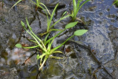 Alisma plantago-aquatica, photographed by Марина Садыкова
