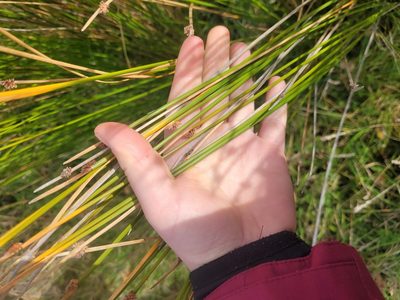 Juncus edgariae