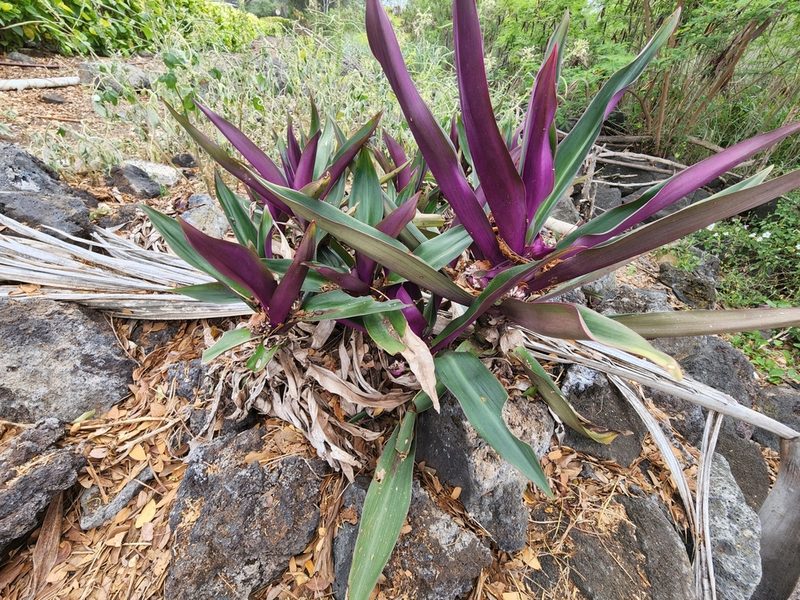 Tradescantia spathacea, photographed by Tyler Bishop