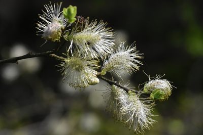 Salix aurita, photographed by Марина Садыкова
