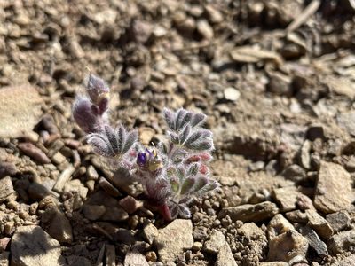 Lupinus brevicaulis, photographed by Matt Berger